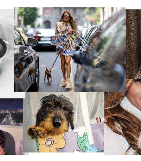 10 mode honden die je moet kennen
