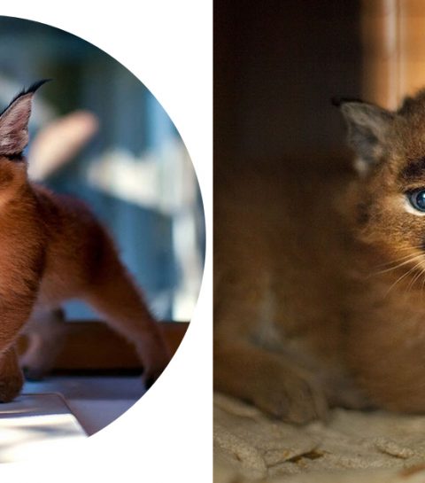 Laat alles vallen: dit is het schattigste kattenras ter wereld