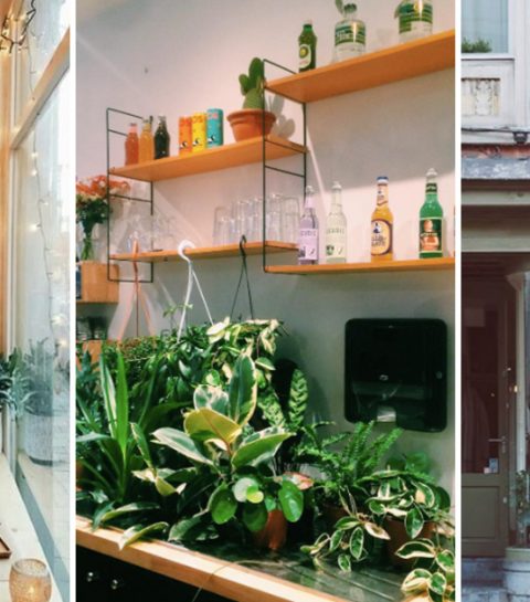 Nieuw in Gent: koffie en kamerplanten bij STEK