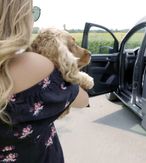 Je hond veilig vastmaken in de wagen, hoe doe je dat?
