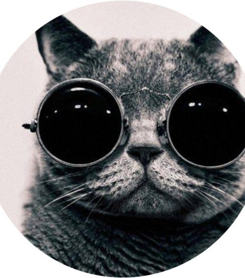 Geniaal: koop een zonnebril voor je kat en steel samen de show!