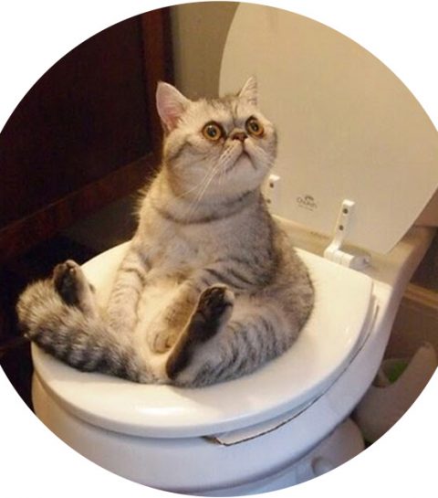 Dankzij dit geniale gadget doet je kat binnenkort haar plasje op het toilet