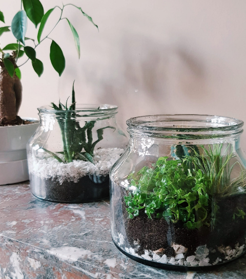 DIY: zo maak je een plantenterrarium
