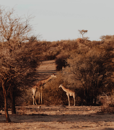 Namibië: tot rust komen in de eindeloze woestijnvlaktes