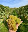Ontdek de betoverende wijnroutes van België
