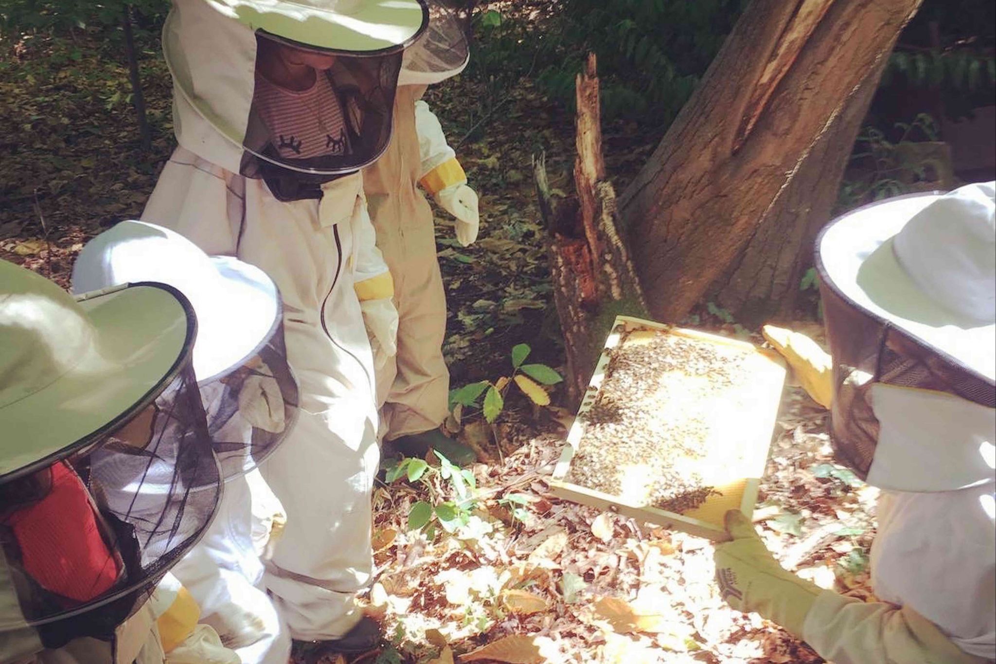Activité apiculture à L'École à Ciel Ouvert