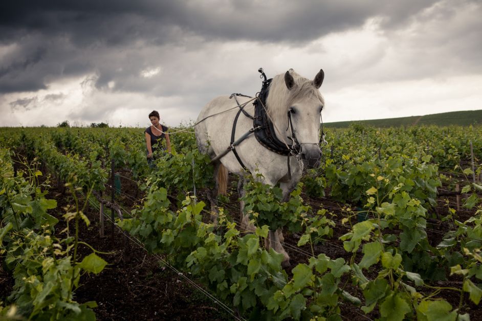 Cheval dans les vignes de Louis Roederer pour de la viticulture durable