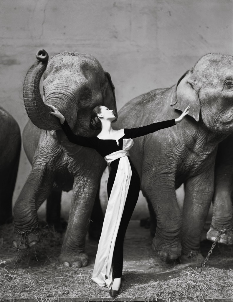 1955, Dovima et les éléphants