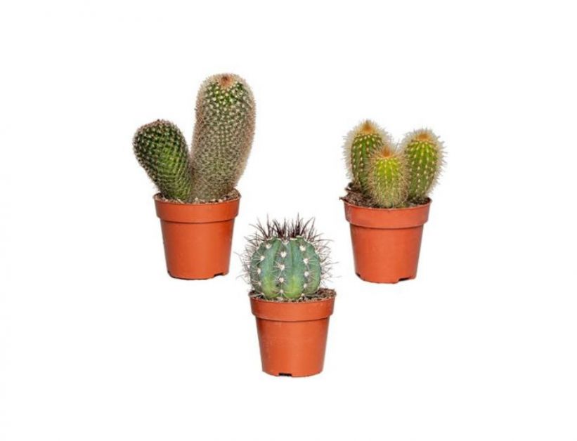 Cactus Brico