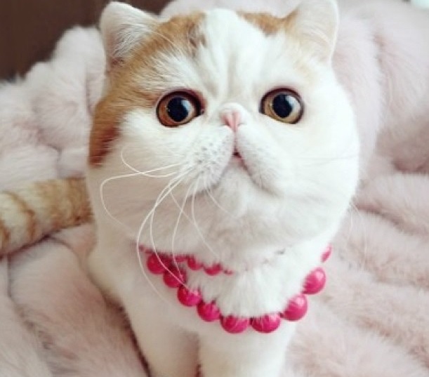 Top 10 Des Chats Les Plus Celebres Elle Be