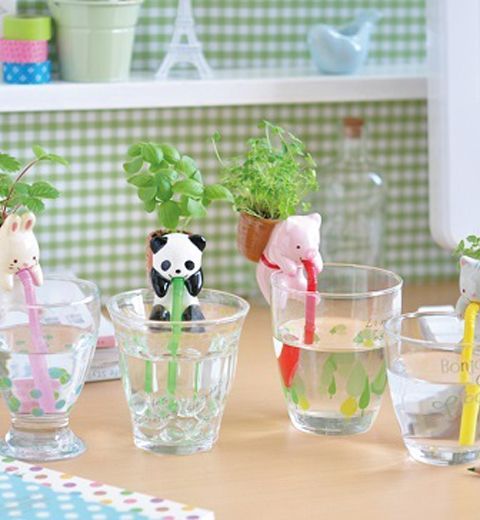 Les Chuppons : quand le Japon fait pousser vos plantes