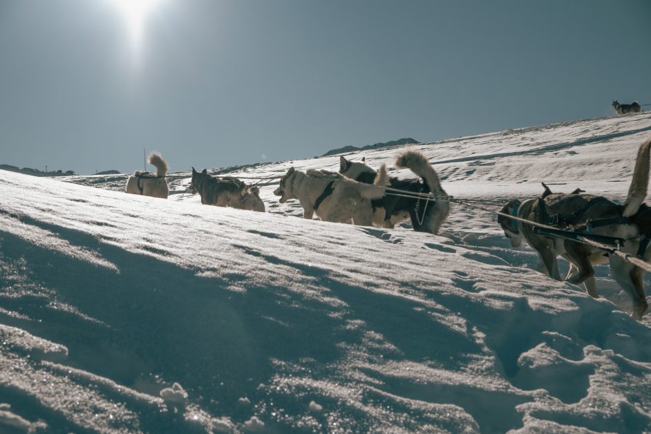 Balade en traineau à chiens
