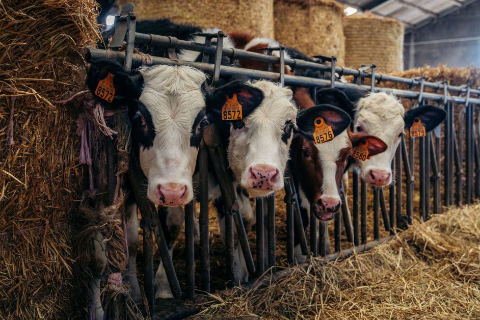 Vache de la Ferme de la Chapelle
