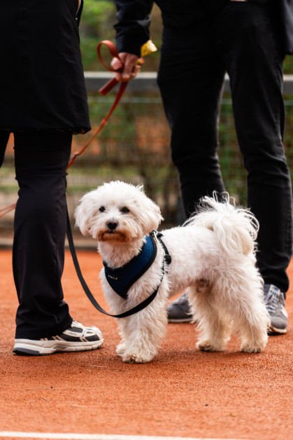 Chien à la ELLE Run de Knokke