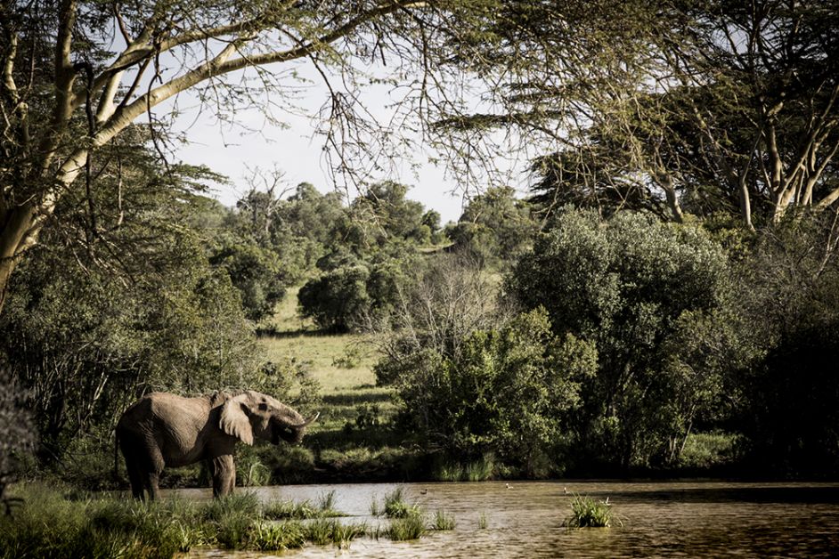 photo d'éléphant au kenya