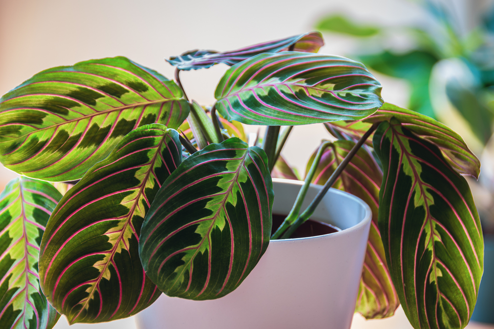 10 plantes non-toxiques pour les animaux de compagnie - ELLE.be
