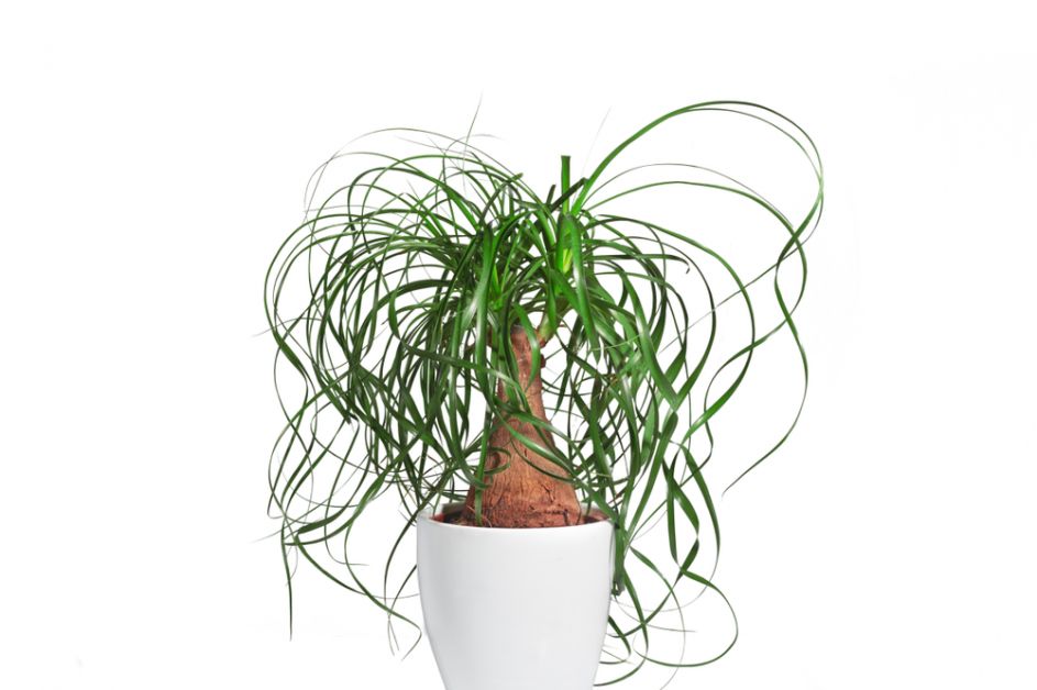 10 Plantes Non Toxiques Pour Les Animaux De Compagnie Elle Be 10 Plantes Non Toxiques Pour Les Animaux De Compagnie Elle Be