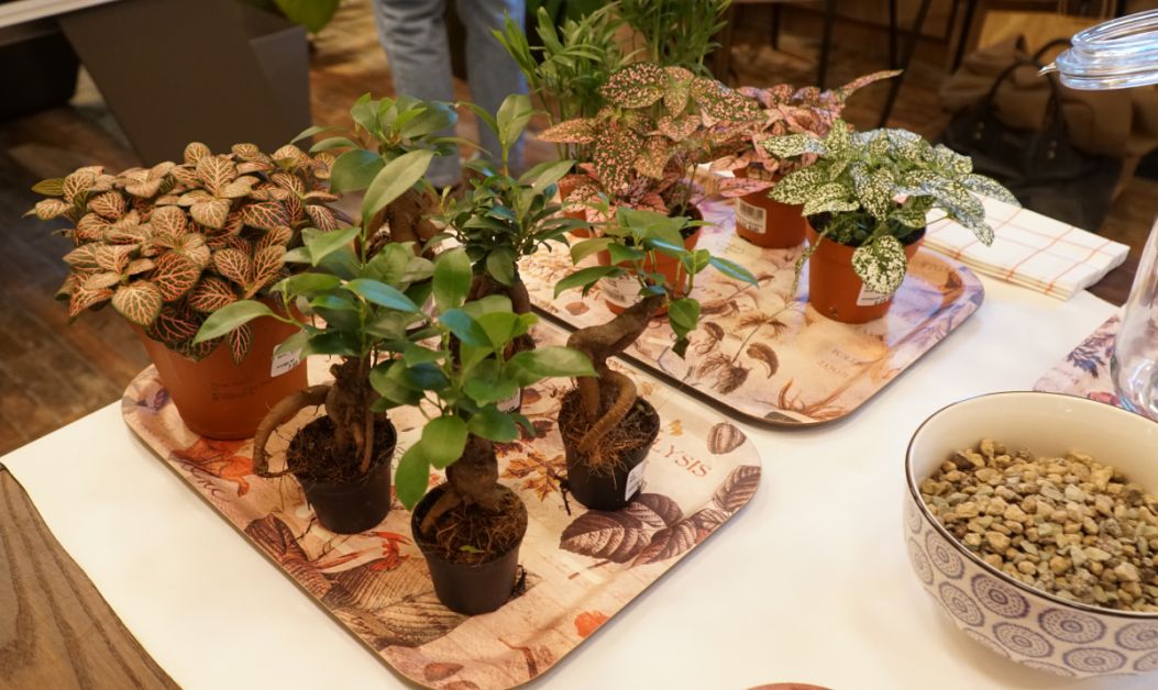 Terrarium Tribe, restaurant Serra