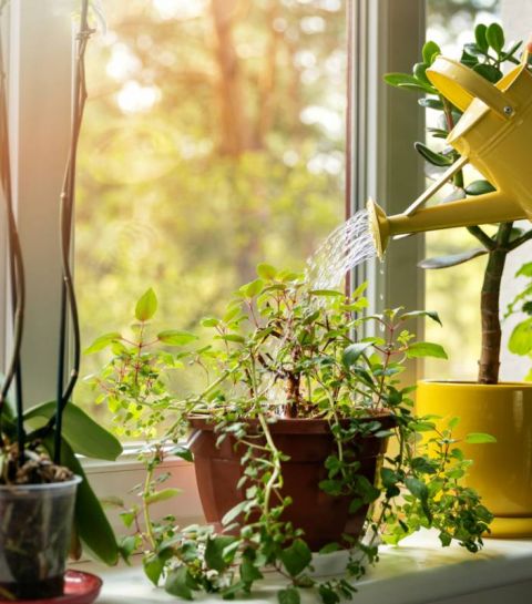 Plantes vertes à domicile : les bienfaits insoupçonnés