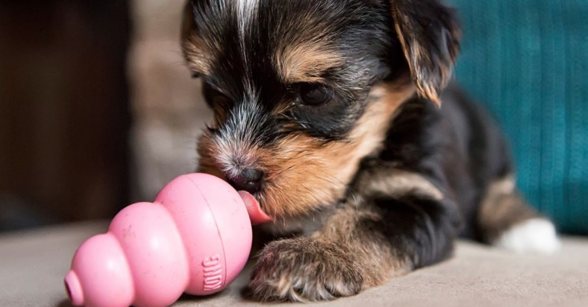 9 accessoires anti-stress pour chiens pour une rentrée sereine 