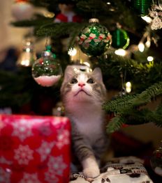 Wishlist : j’offre quoi à mon chat pour Noël ?
