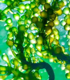 Chlorella Vulgaris : une algue révolutionnaire utilisée en cosmétiques
