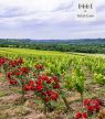À la découverte des vins du Val de Loire : fraîcheur, grandeur et diversité