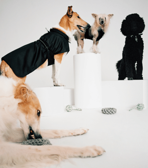 Arket dévoile sa première collection ultra chic pour chiens