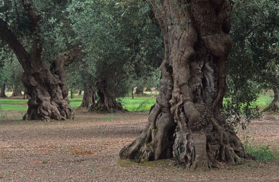 Puglia Monumental Olive Trees -©Vittorio Giannella