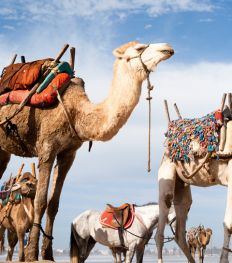 Essaouira : quelles sont les meilleures adresses et activités ?
