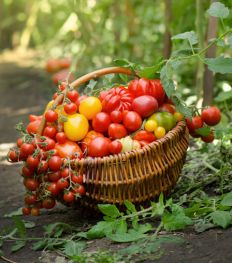 5 variétés de tomates à cuisiner et savourer