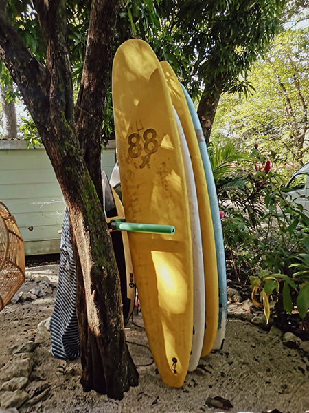 Photo de planches de surf posées contre un arbre.