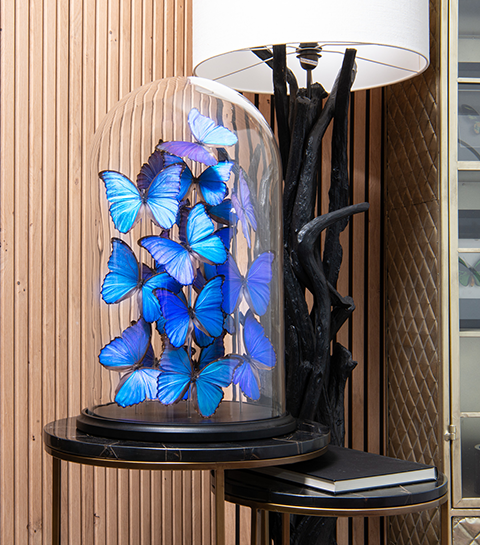 Concours : gagnez un globe papillons Kin Collection