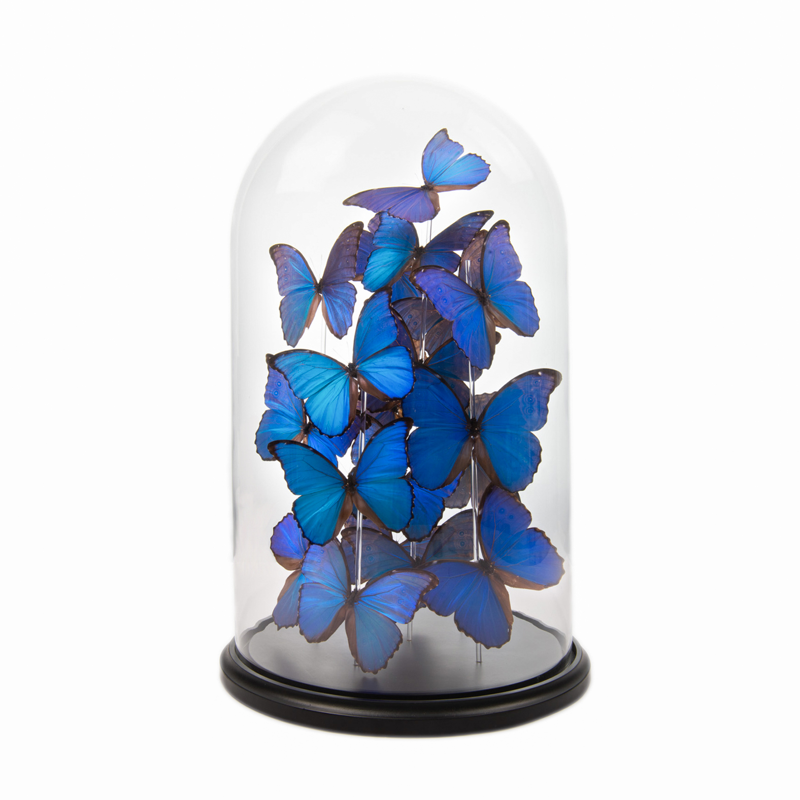 Globe papillons Morpho © Kin Collection