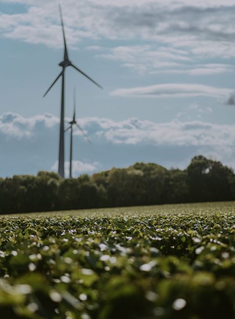 De Eoliennes wijnstokken