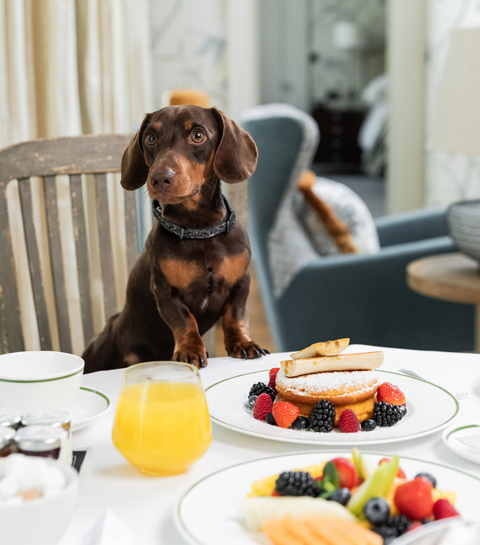 Cet hôtel propose un séjour de luxe à vivre avec votre chien