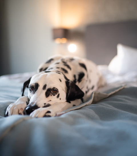 5 hôtels cool et dog friendly en Belgique