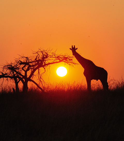 Afrique du Sud : évasion garantie au Esiweni Safari Lodge