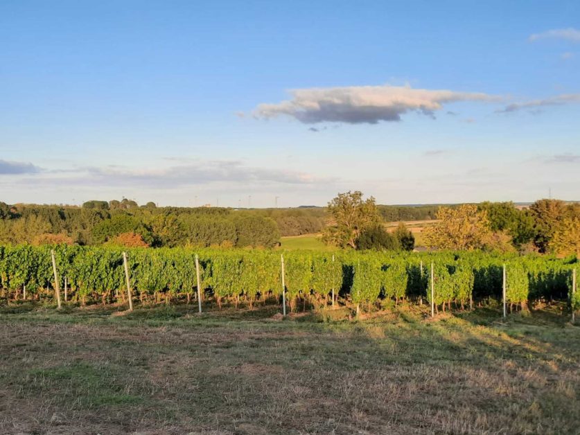 vignes Domaine Mont des Anges