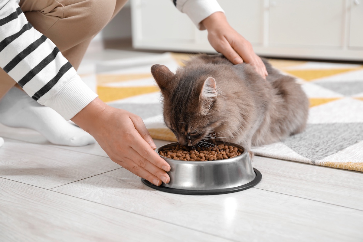 Choisir les meilleures croquettes pour chat : le guide 2026