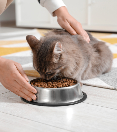 Top 10 des meilleures marques de croquettes pour chat en 2026 : le guide complet pour bien choisir
