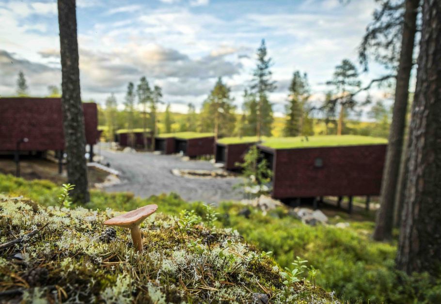 mushroom-by-the-arctic-treehouse-hotel-scaled