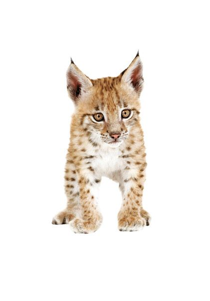 Muursticker welp lynx - 14,95 euro