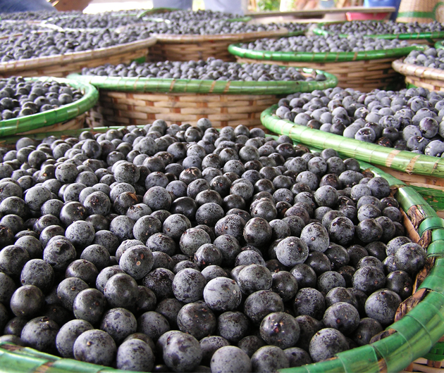 Acai1