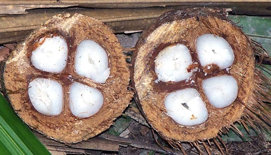 babassu