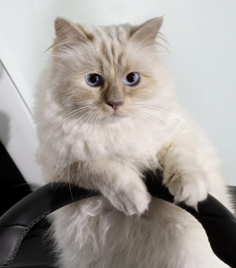 Het hondenleven van Choupette