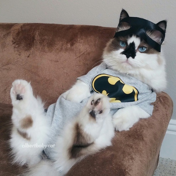 Top 10 famous cats ELLE.be