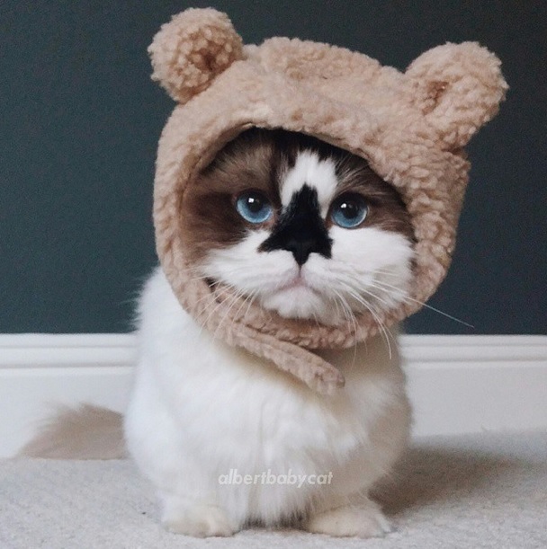 Top 10 famous cats ELLE.be