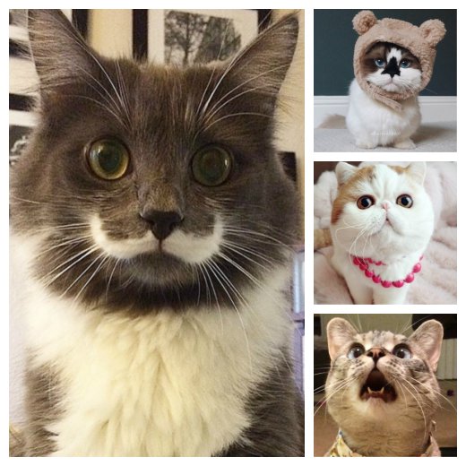 Top 10 famous cats ELLE.be