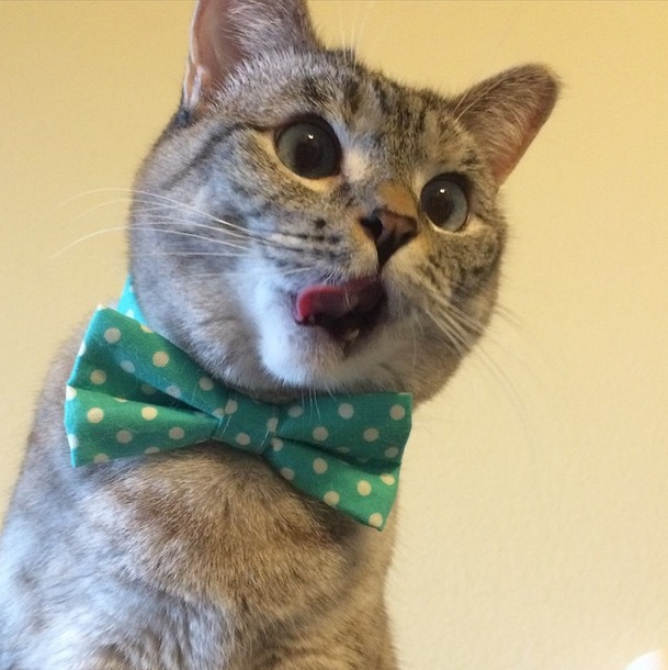 Top 10 famous cats ELLE.be